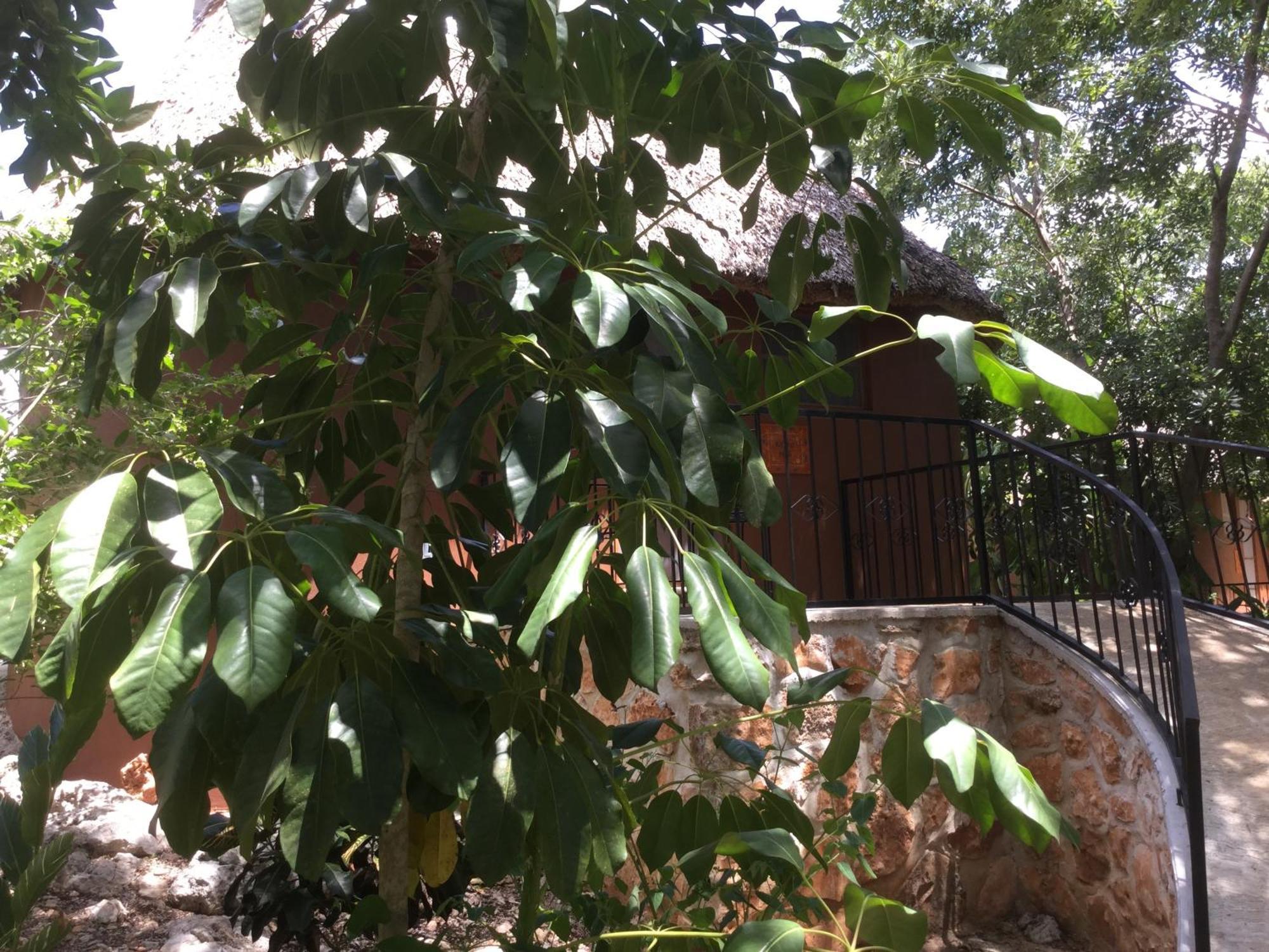 The Pickled Onion B&B And Restaurant Uxmal Санта-Элена Номер фото